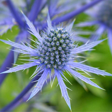 Scai vanat (Eryngium planum Blue hobbit), vesnic verde, planta perena, flori albastru