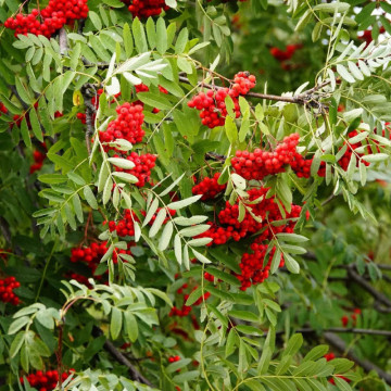 Scorus de munte (Sorbus aucuparia), pom fructifer