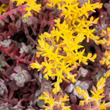 Sedum spathulifolium Purpureum, planta perena - Img 4