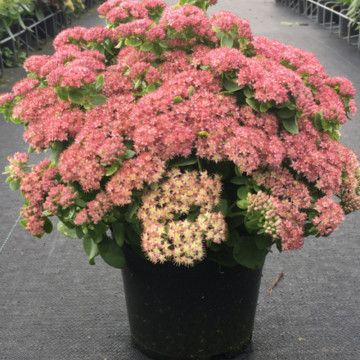 Sedum telephium Seduction Rose Charm, planta perena - Img 2