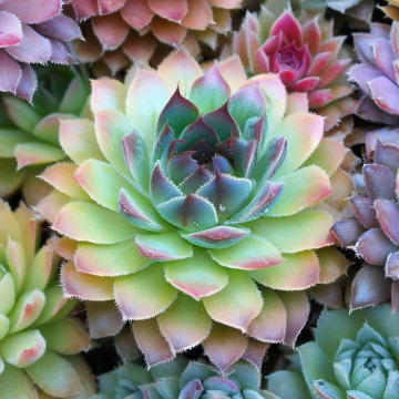 Sempervivum hybridum Mix, planta acoperitoare de sol - Img 3