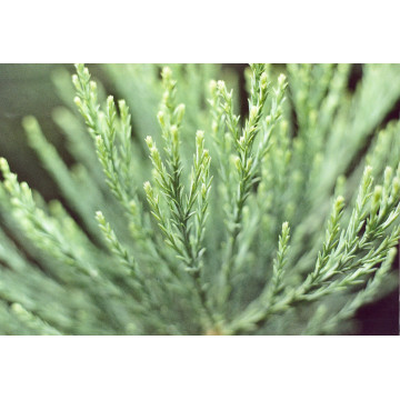 Sequoia (Sequoiadendron giganteum), vesnic verde - Img 2