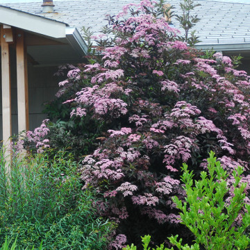Soc cu frunze rosii (Sambucus nigra Black Beauty) ghiveci 2 l - Img 2