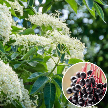 Soc (Sambucus nigra), planta gard viu, arbust fructifer, planta melifera