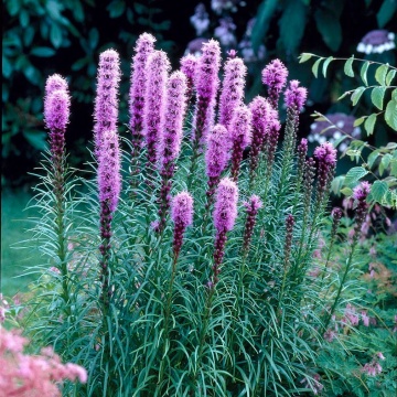 Stea stralucitoare (Liatris spicata floristan Violet) - Img 2
