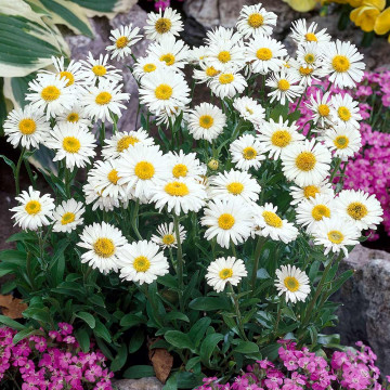 Stelute (Aster alpinus White), conifer ornamental, flori alb