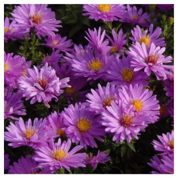 Stelute roz (Aster Rosenwichtel), planta perena, flori roz - Img 2