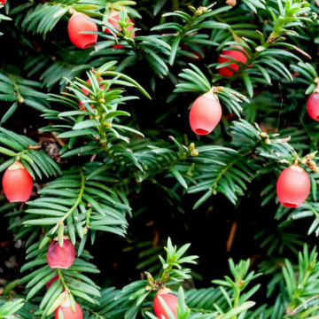 Tisa Hicksii (Taxus media Hicksii), planta gard viu, vesnic verde
