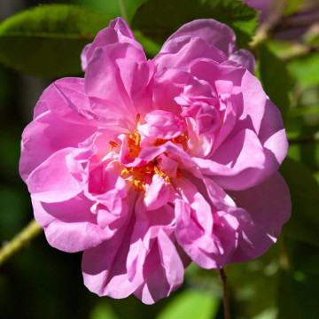 Trandafir de dulceata (Rosa damaschena Kazanlik) - Img 2