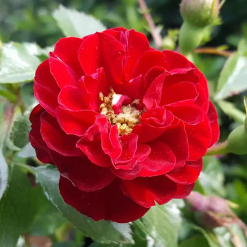 Trandafir pitic rosu (Rosa Rote the Fairy) 10 cm, arbust ornamental, planta parfumata, flori rosu - Img 2