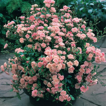 Trandafir pitic roz (Rosa miniature pink), planta ornamentala, planta parfumata, flori roz - Img 3