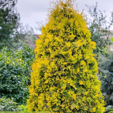 Tuia galbena (Platycladus Pyramidalis Aurea) ghiveci 2l, planta gard viu, vesnic verde, frunzis galben