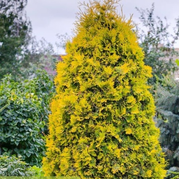 Tuia galbena (Platycladus Pyramidalis Aurea), planta gard viu, vesnic verde, frunzis galben