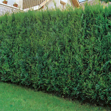 Tuia gigant (Thuja plicata Atrovirens) 25-40 cm, planta gard viu, vesnic verde - Img 4