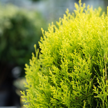 Tuia glob galbena (Thuja occ. Golden Globe), vesnic verde, conifer ornamental, frunzis galben - Img 2