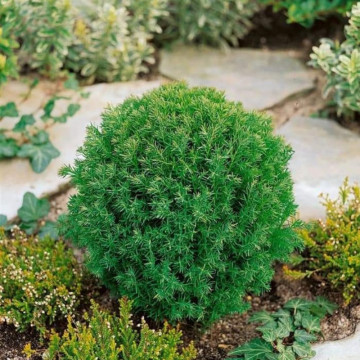 Tuia glob (Thuja occ. Teddy), vesnic verde, conifer ornamental