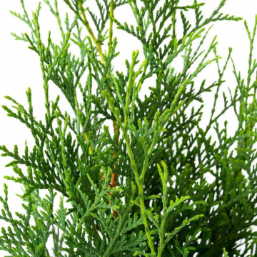 Tuia piramidala (Thuja occ. Pyramidalis Compacta) 120-150 cm, planta gard viu, vesnic verde - Img 3