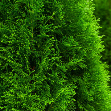 Tuia piramidala (Thuja occ. Pyramidalis Compacta) 60-80 cm - Img 2