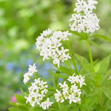 Vinarita (Galium odoratum), planta perena, flori alb