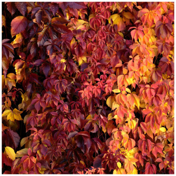 Vita de Canada (Parthenocissus quinquefolia), planta gard viu, planta cataratoare, frunzis verde-rosu - Img 3