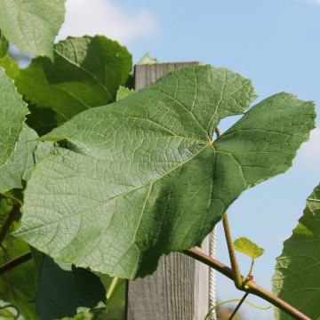 Vita de vie cu bobul negru de masa (Vitis Zilga), planta fructifera, planta melifera - Img 3