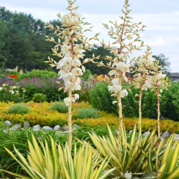 Yucca Filamentosa Color Guard - Img 2