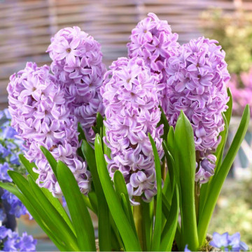 Zambile mov (Hyacinthus Splendid Cornelia), bulbi zambile, flori mov