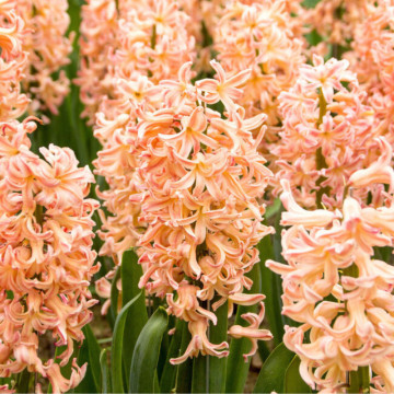 Zambile portocalii (Hyacinthus Gipsy Queen), bulbi zambile, flori portocaliu - Img 2