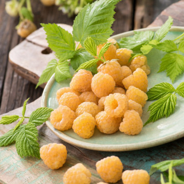 Zmeur galben (Rubus idaeus All Gold), arbust fructifer - Img 2
