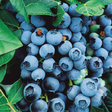 Afin de cultura (Vaccinium cor. Bluegold)