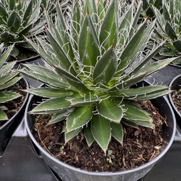 Agave (Agave Black Widow) - Img 2
