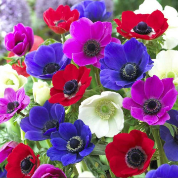Anemone De caen mixed (Anemone De caen mixed)
