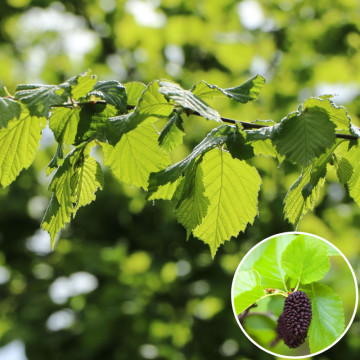 Anin (Alnus glutinosa) 60-90 cm
