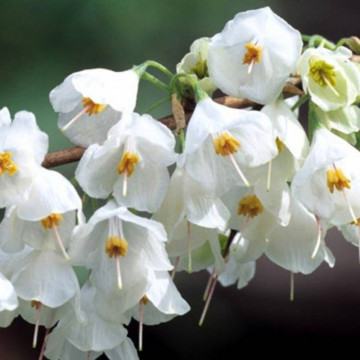Arbore de ghiocei (Halesia carolina) ghiveci 2 l - Img 4