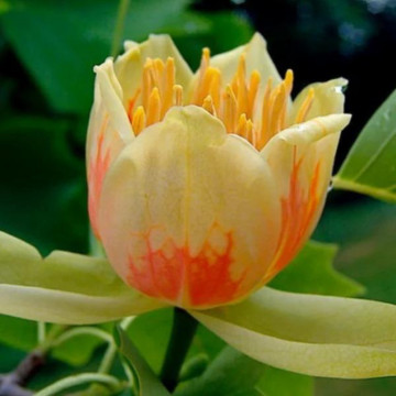 Arborele de lalea (Liriodendron tulipifera) 100-140 cm, arbore ornamental, flori galbene - Img 6