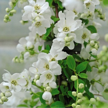 Arbustul de perle (Exochorda The Bride) ghiveci 2 l, planta ornamentala - Img 2