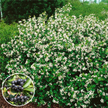 Aronia (Aronia melanocarpa) radacina nuda 60-100 cm, planta gard viu, arbust fructifer, planta medicinala - Img 2
