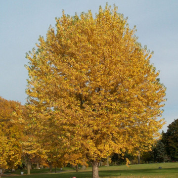 Artar argintiu (Acer saccharinum) 120-150 cm, arbore ornamental - Img 2
