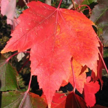Artar Red Sunset (Acer rubrum Red Sunset)