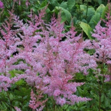 Astilbe (Astilbe Flamingo), planta ornamentala, flori roz