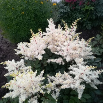 ASTILBE ROCK AND ROLL - Img 2