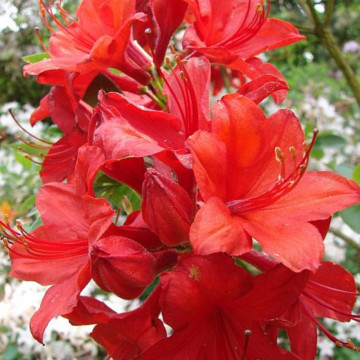 Azalee japoneza (Rhododendron Doloroso), planta ornamentala, flori rosu - Img 3
