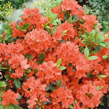 Azalee portocalie (Rhododendron geisha Orange), vesnic verde, arbust ornamental - Img 2