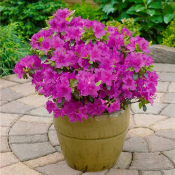 Azalee violet (Rhododendron Konigstein), vesnic verde, arbust ornamental - Img 4