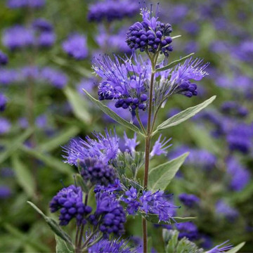 Barbă albastră (Caryopteris cland heavenly blue), arbust ornamental, planta melifera