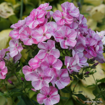 Brumarele (Phlox 'Freckle pink shades')