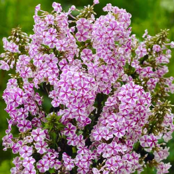 Brumarele (Phlox 'Natascha')