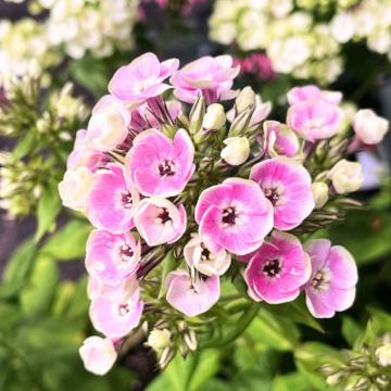 Brumarele (Phlox Orchid Yellow), planta perena, planta parfumata, flori multicolor - Img 2