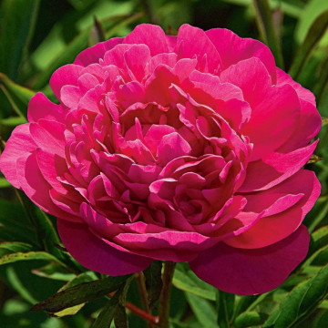Bujor rosu (Paeonia 'Kansas'), arbust ornamental, planta parfumata, flori roz - Img 2