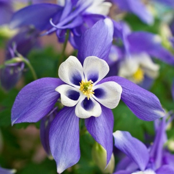 Caldaruse (Aquilegia caerulea Spring Magic Blue White), planta perena, flori alb, albastru